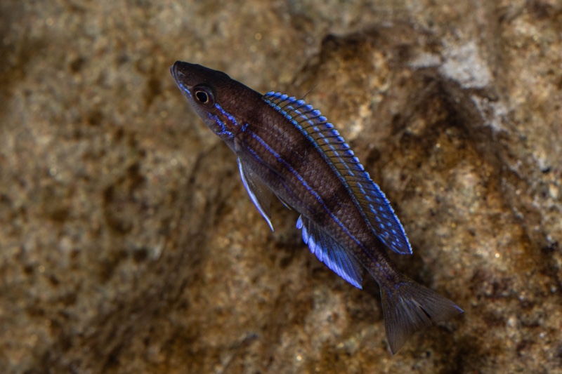 Paracyprichromis sp. 'ammelrooyi' Ikola